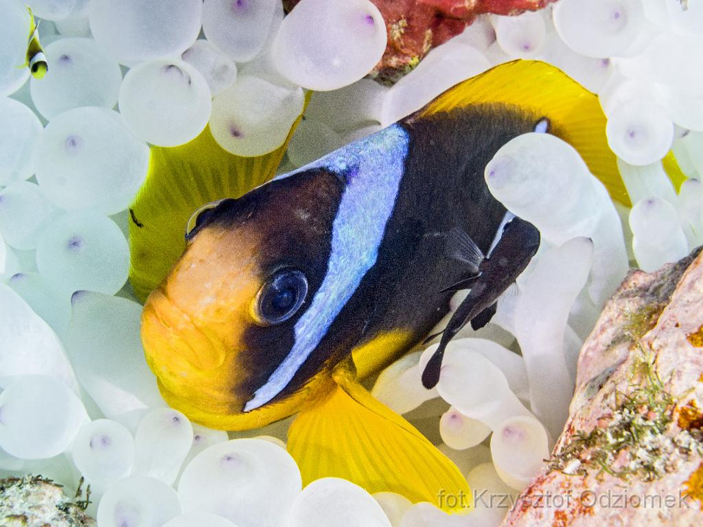 Egypt,diving,underwater,fish,gallery,coral,reef,Egypt  - clownfish,anemonefish