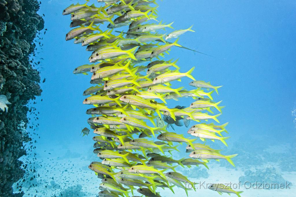 Egypt,diving,underwater,fish,gallery,coral,reef,Egypt  - shoal of Yellowfin Goatfish