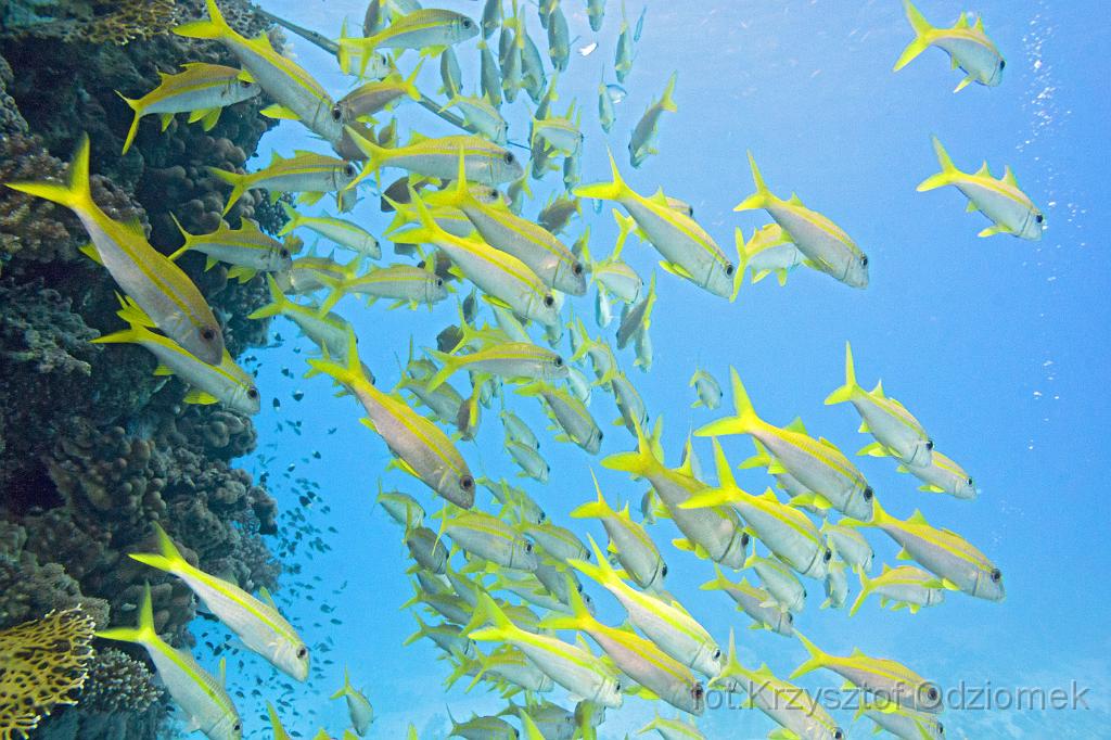 Egypt,diving,underwater,fish,gallery,coral,reef,Egypt  - shoal of goatfish