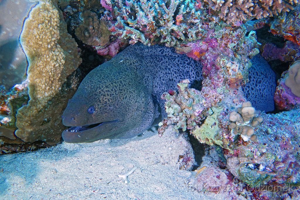 Egypt,diving,underwater,fish,gallery,coral,reef,Egypt  - giant moray ell on the coral reef