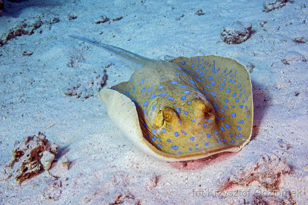 Egypt,diving,underwater,fish,gallery,coral,reef,Blue-spotted Stingray