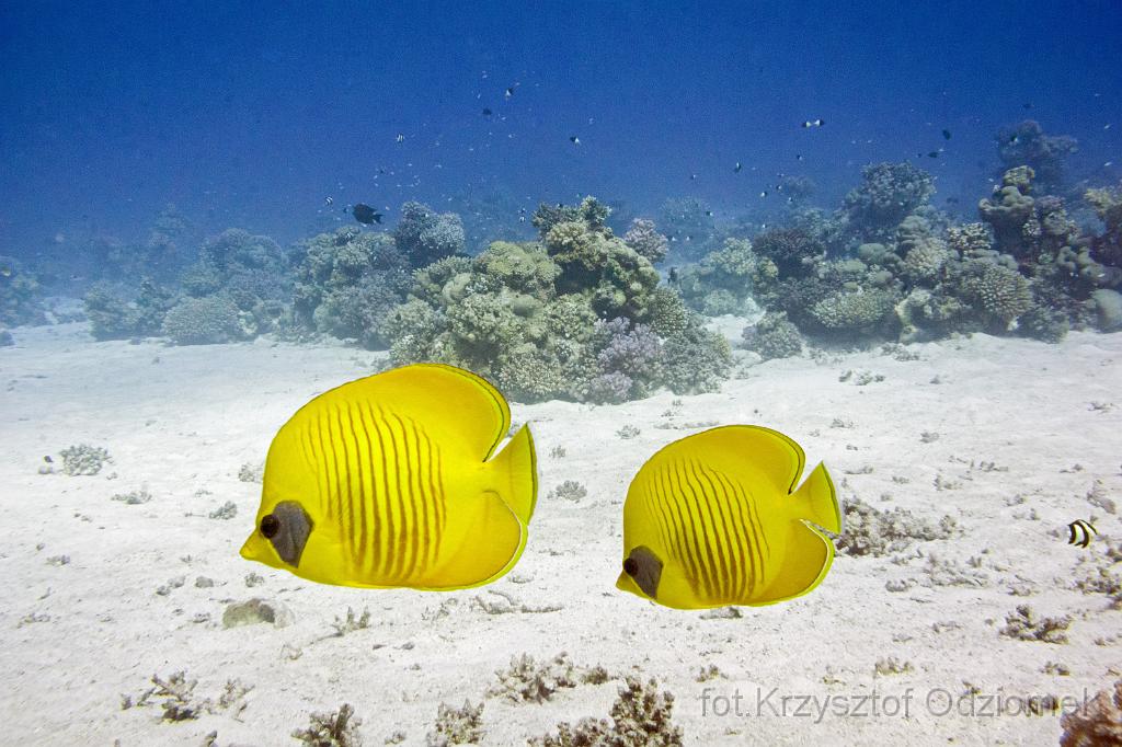 Egypt,diving,underwater,fish,gallery,coral,reef,Egypt  - Masked butterflyfish