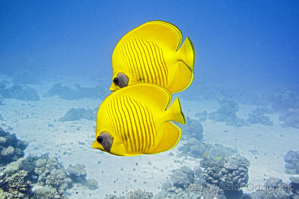 Egypt  - Butterflyfishes,Egypt,diving,underwater,fish,gallery,coral,reef,dolphins