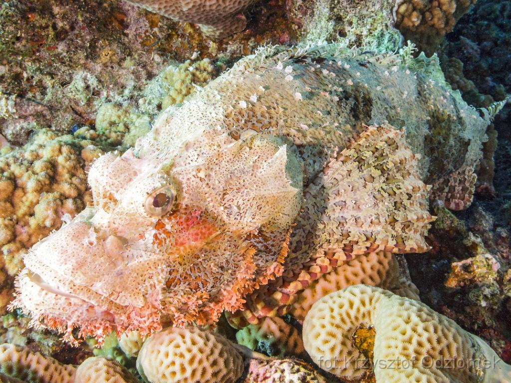 Egypt,diving,underwater,fish,gallery,coral,reef,Egypt  - scorpionfish on the coral reef
