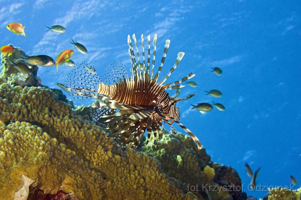 Egypt,diving,underwater,fish,gallery,coral,reef,Egypt  - lionfish on the coral reef