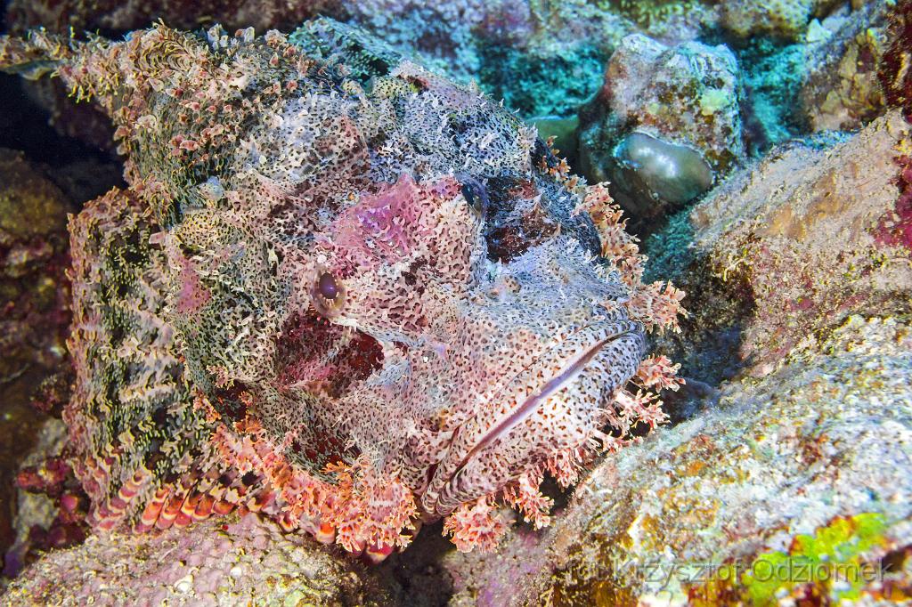 Egypt,diving,underwater,fish,gallery,coral,reef,Egypt  - scorpionfish on the coral reef