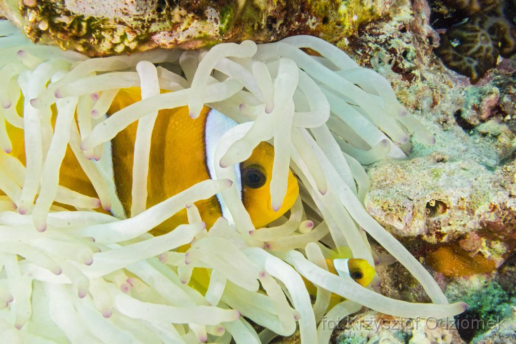 Egypt,diving,underwater,fish,gallery,coral,reef,Egypt  - anemonefish,clownfish