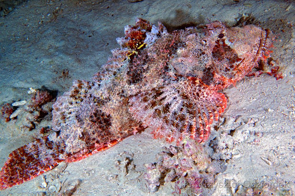 Egypt,diving,underwater,fish,gallery,coral,reef,Egypt  - scorpionfish on the sand