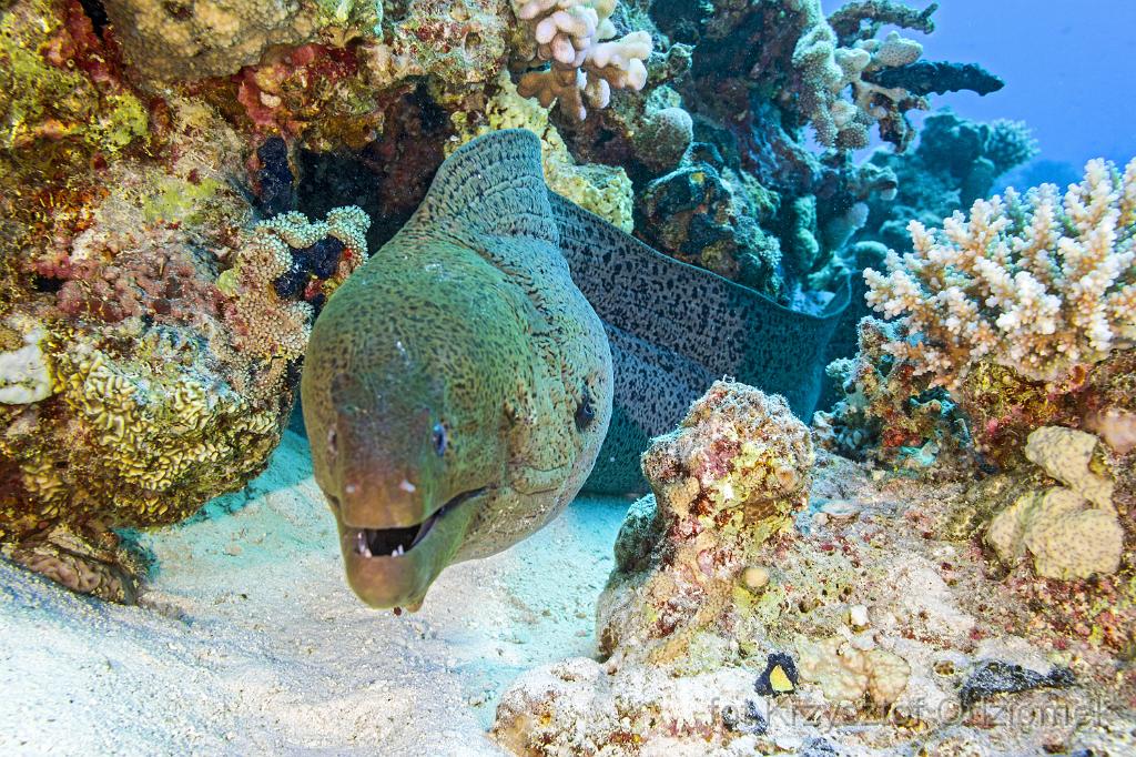 Egypt,diving,underwater,fish,gallery,coral,reef,Egypt  - giant moray