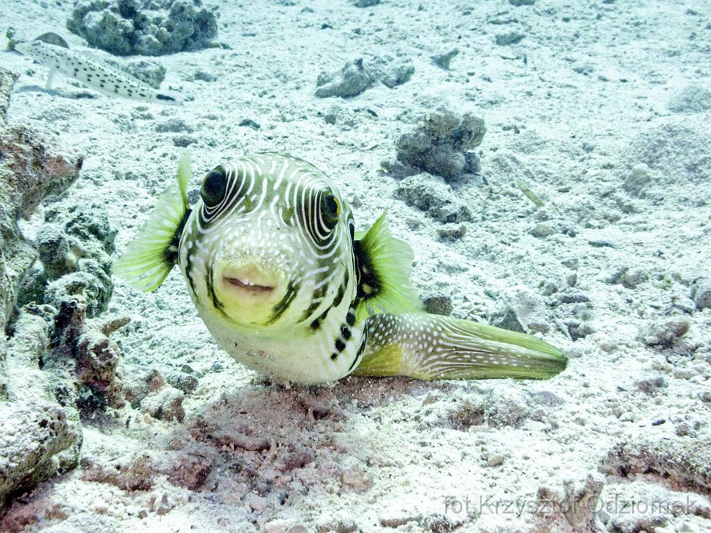 Egypt  - pufferfish on the sand,Egypt,diving,underwater,fish,gallery,coral,reef