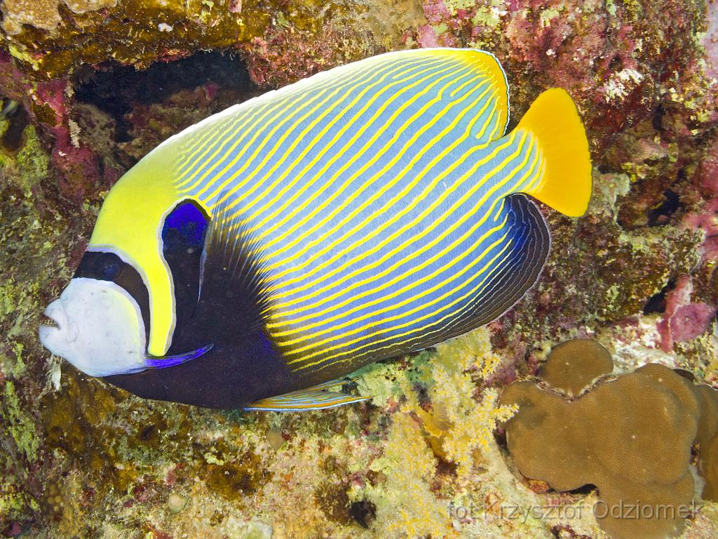 Egypt,diving,underwater,fish,gallery,coral,reef,Egypt  - Emperor Angelfish  on the coral reef