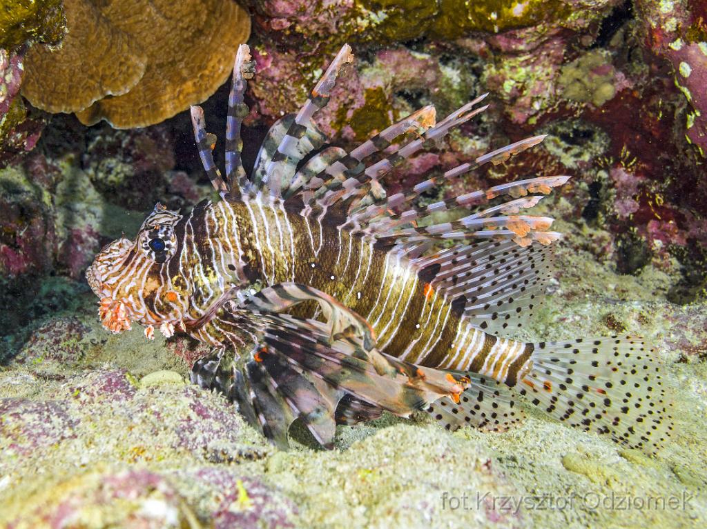 Egypt,diving,underwater,fish,gallery,coral,reef,Egypt  - lionfish on the coral reef