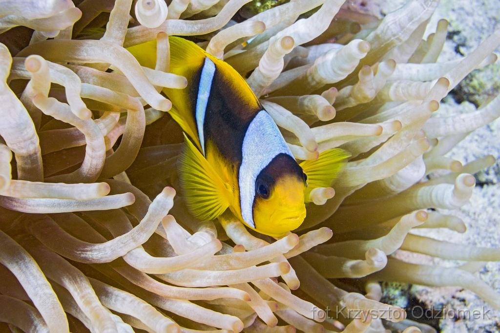 Egypt,diving,underwater,fish,gallery,coral,reef,Amphiprion,clownfish,Egypt  - anemonefish,clownfish  on the coral reef