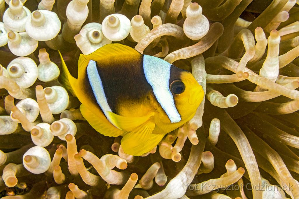 Egypt,diving,underwater,fish,gallery,coral,reef,Egypt  - anemonefish on the soft coral reef
