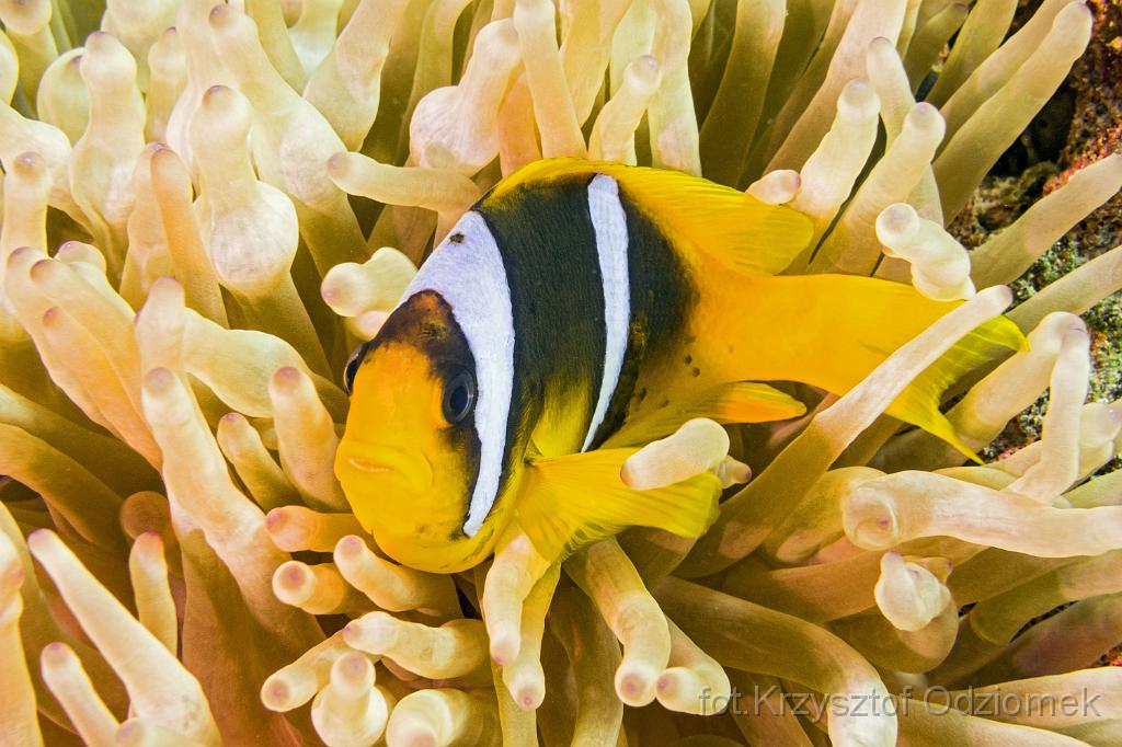 Egypt,diving,underwater,fish,gallery,coral,reef,Egypt  - clownfish,anemonefish,amphiprion
