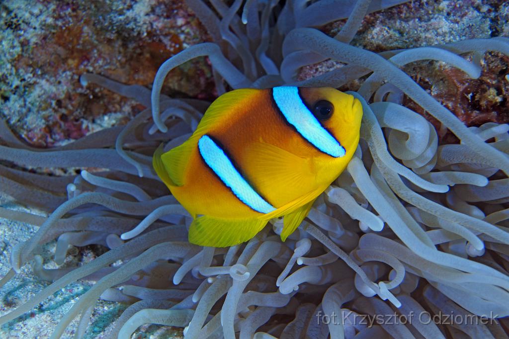 Egypt,diving,underwater,fish,gallery,coral,reef,Egypt  - clownfish,anemonefish,amphiprion