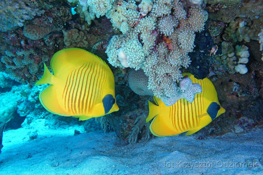 Egypt,diving,underwater,fish,gallery,coral,reef,Egypt  - Couple butterfly fish on the coral reef