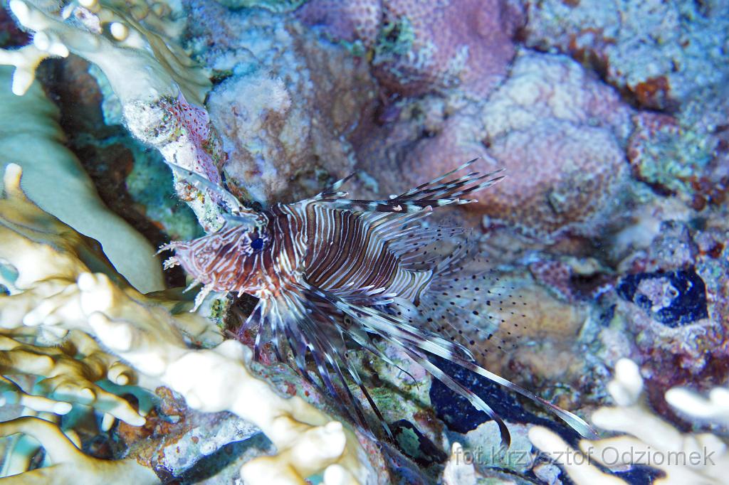 Egypt,diving,underwater,fish,gallery,coral,reef,Egypt  - lionfish on the coral reef