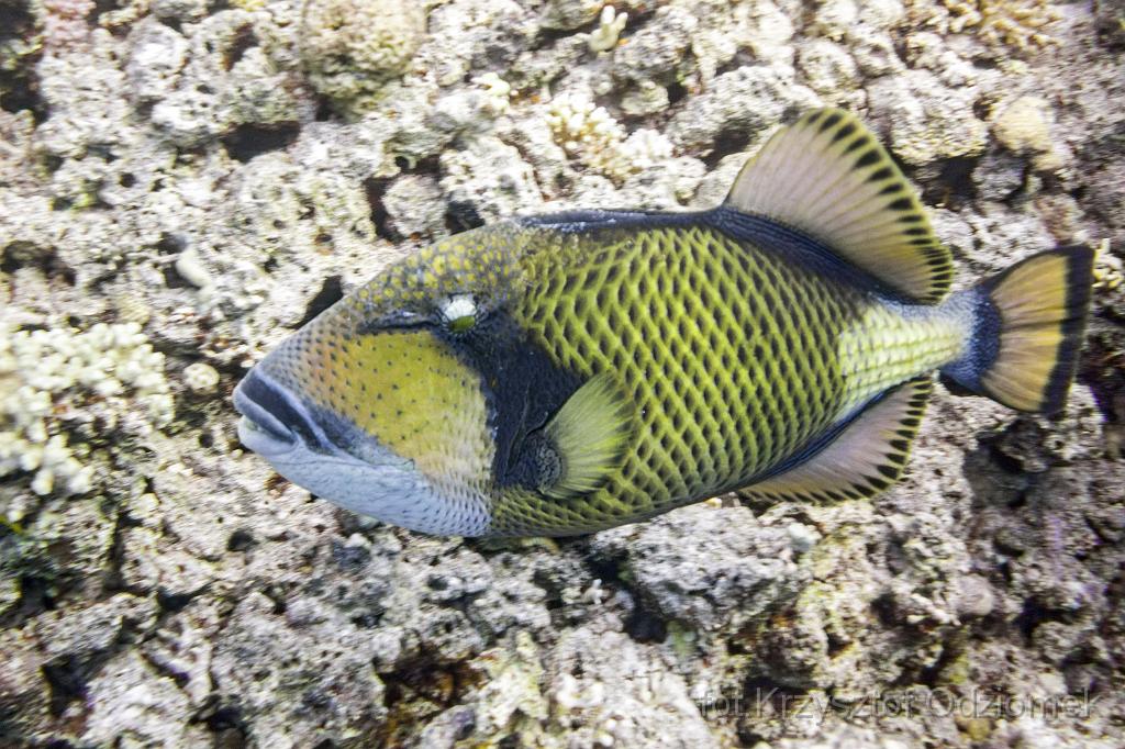 Egypt,diving,underwater,fish,gallery,coral,reef,Egypt  - giant titan triggerfish