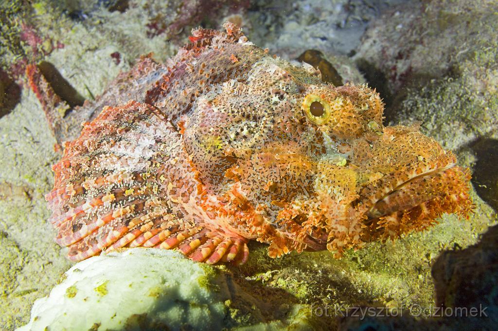 Egypt,diving,underwater,fish,gallery,coral,reef,Egypt  - scorpionfish on the coral reef