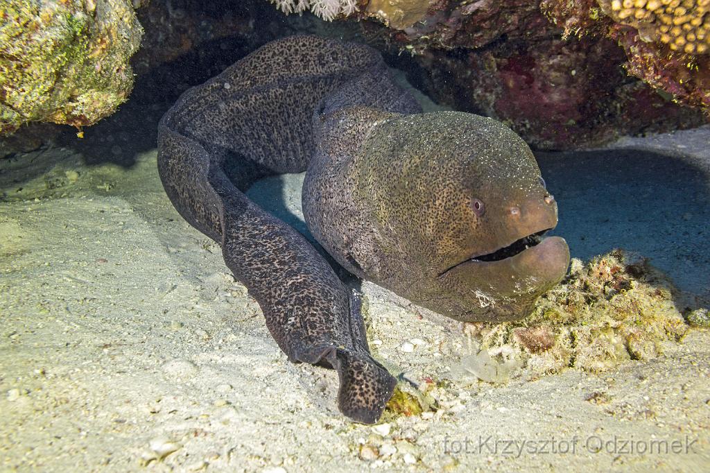 Egypt,diving,underwater,fish,gallery,coral,reef,Egypt  - giant moray
