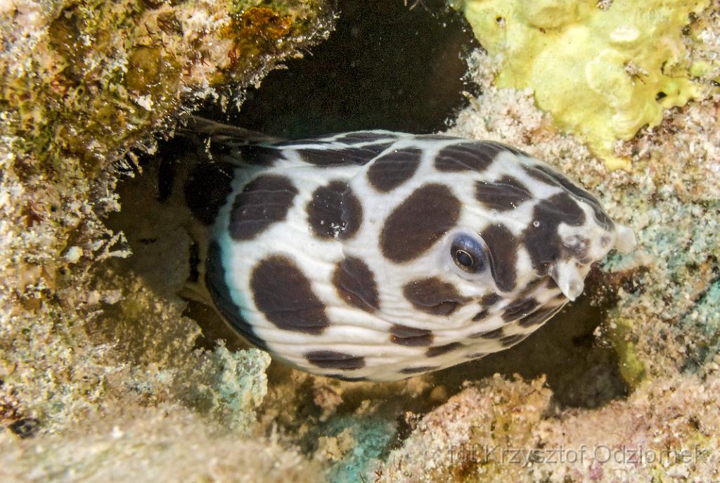 Egypt,diving,underwater,fish,gallery,coral,reef,Egypt  - moray eel