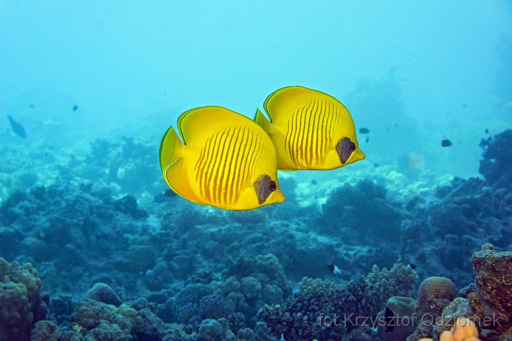 Egypt,diving,underwater,fish,gallery,coral,reef,Egypt  - butterflyfish on the coral reef