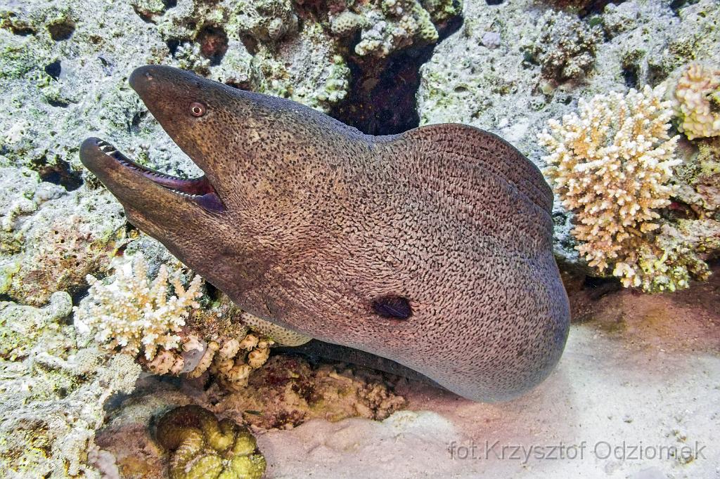 Egypt,diving,underwater,fish,gallery,coral,reef,Egypt  - giant moray fish  on the coral reef