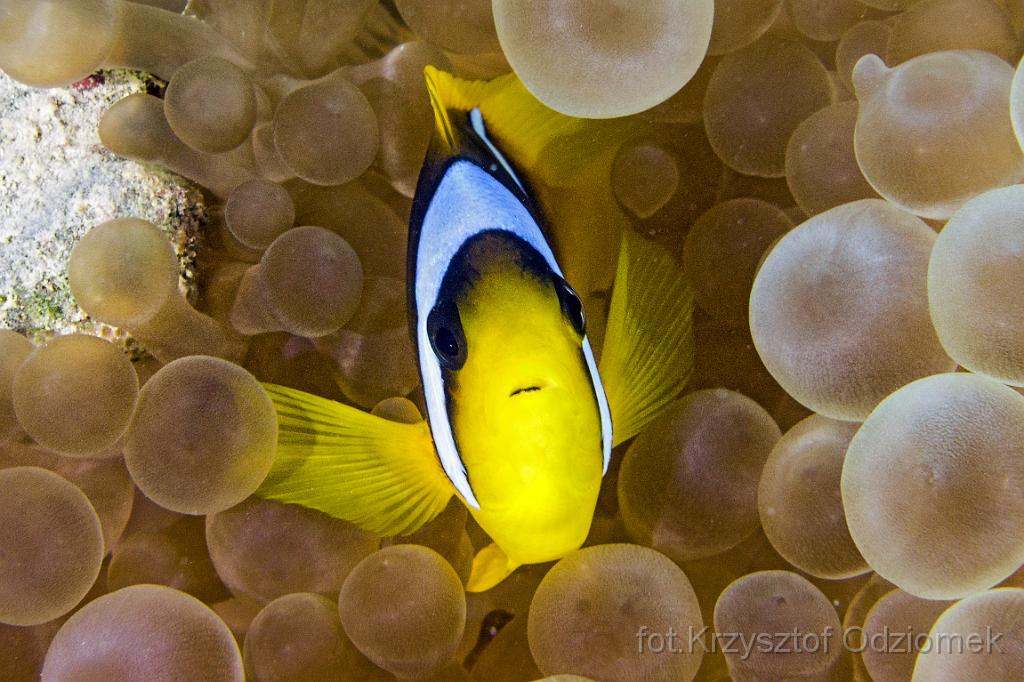 Egypt,diving,underwater,fish,gallery,coral,reef,Egypt  - anemonefish,clownfish,Amphiprion