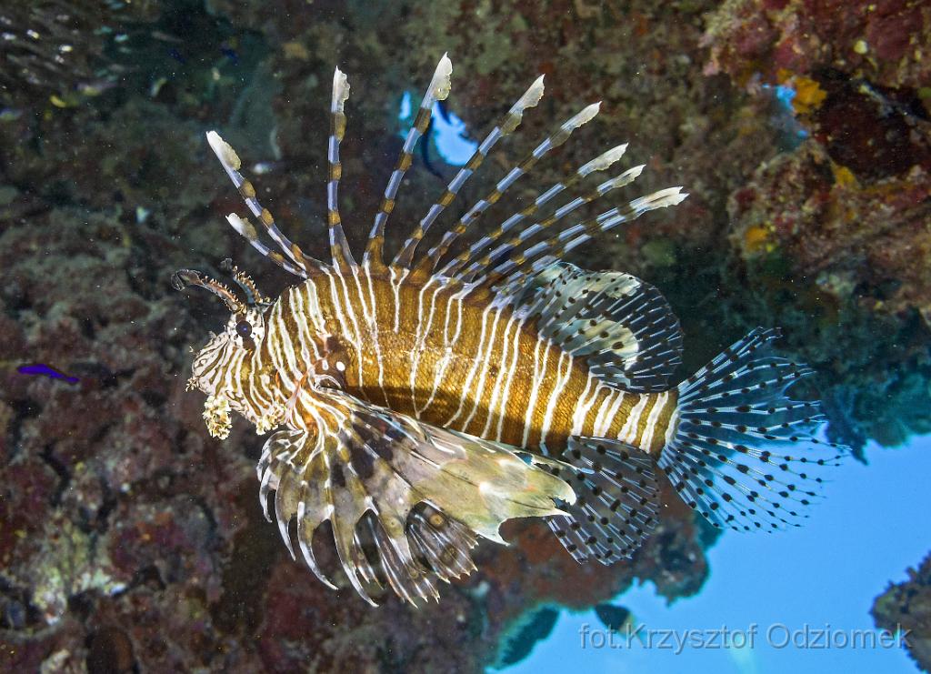 Egypt,diving,underwater,fish,gallery,coral,reef,Egypt  - scorpionfish on the coral reef