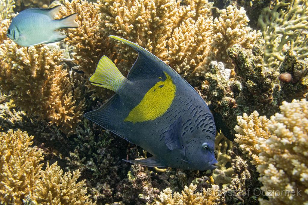 Egypt,diving,underwater,fish,gallery,coral,reef,Egypt  - angelfish on the coral reef