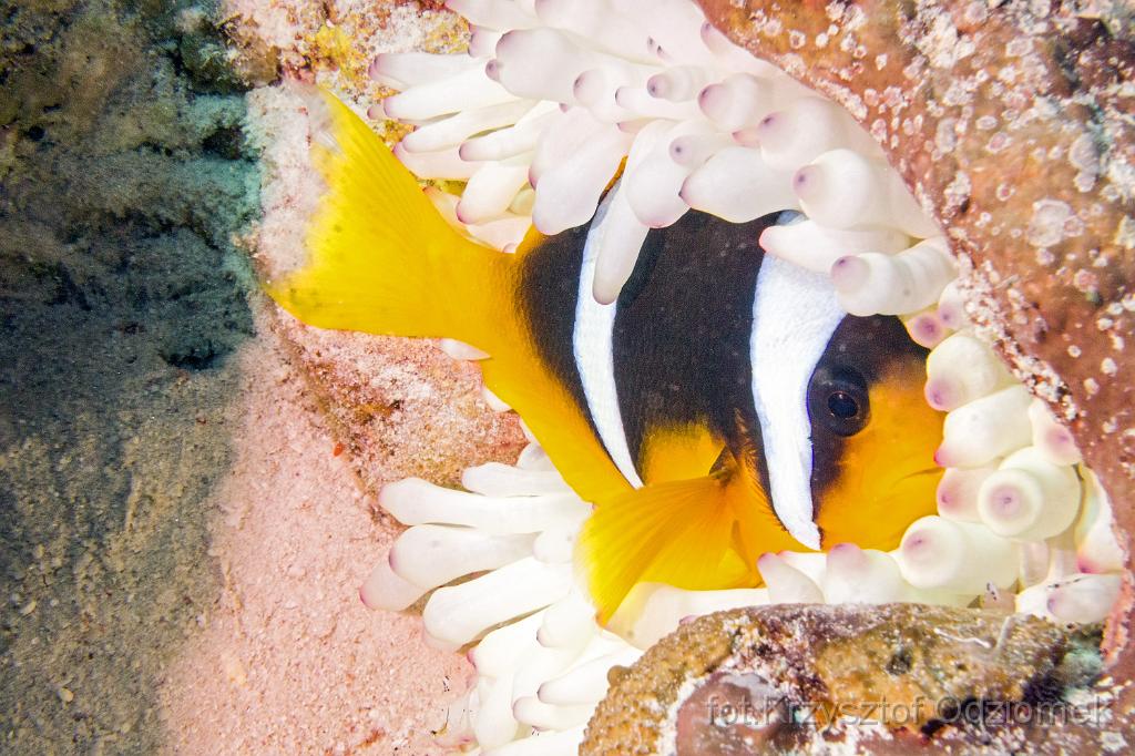 Egypt,diving,underwater,fish,gallery,coral,reef,Egypt  - anemonefish on the soft coral reef
