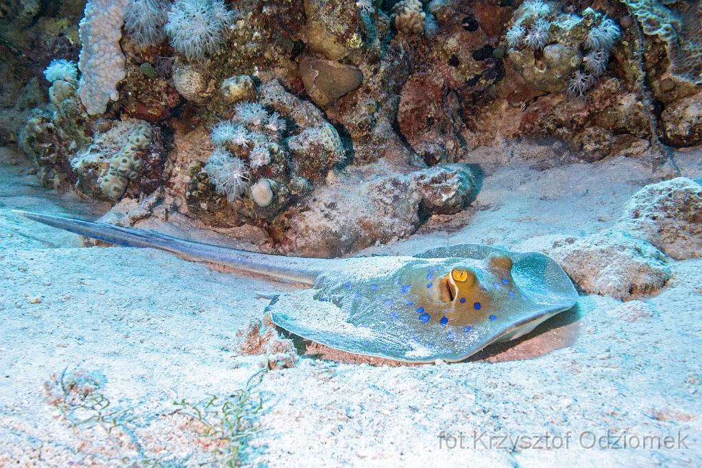 Egypt,diving,underwater,fish,gallery,coral,reef,Egypt - bluespotted stingray on the sand