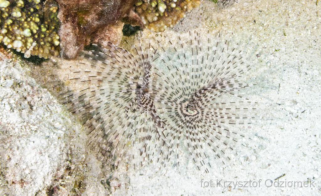 Egypt,diving,underwater,fish,gallery,coral,reef,Egypt  - coral reef
