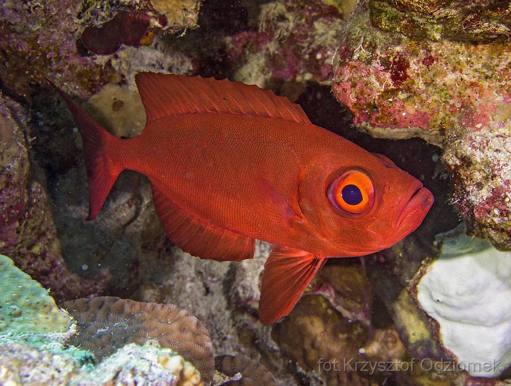 Egypt,diving,underwater,fish,gallery,coral,reef,Egypt  - bigeye fish