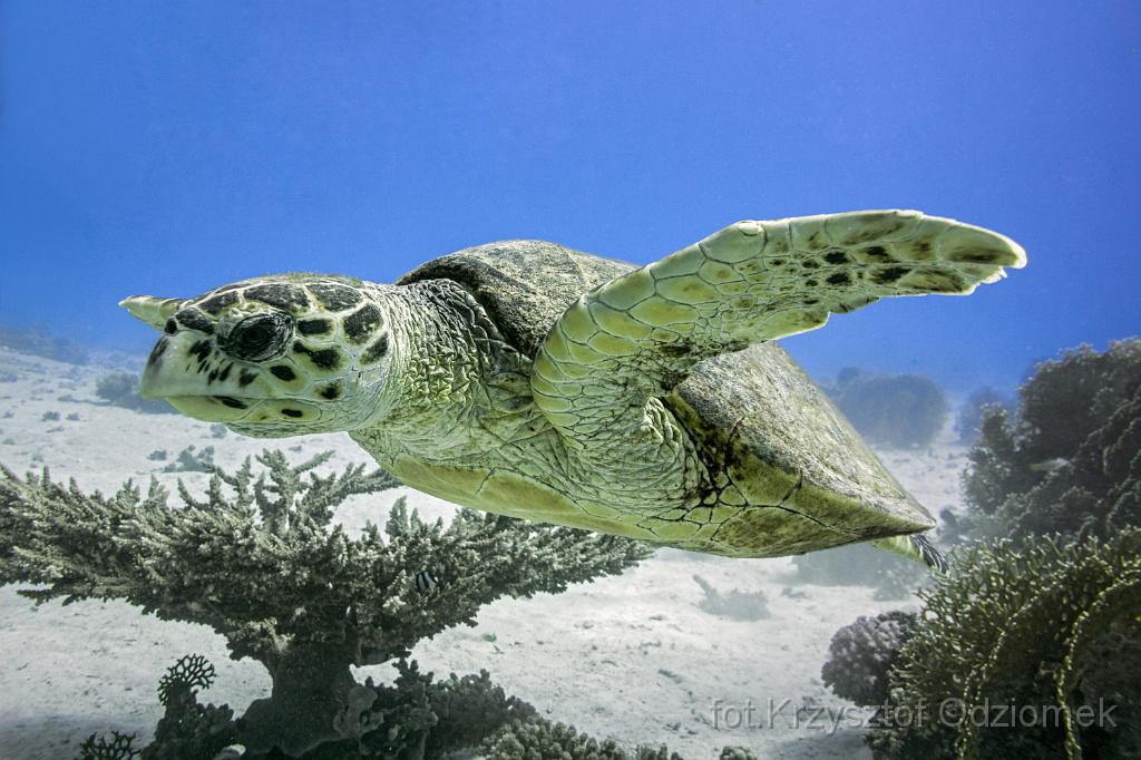 gypt,diving,underwater,fish,gallery,coral,reef,Egypt  - green sea turtle