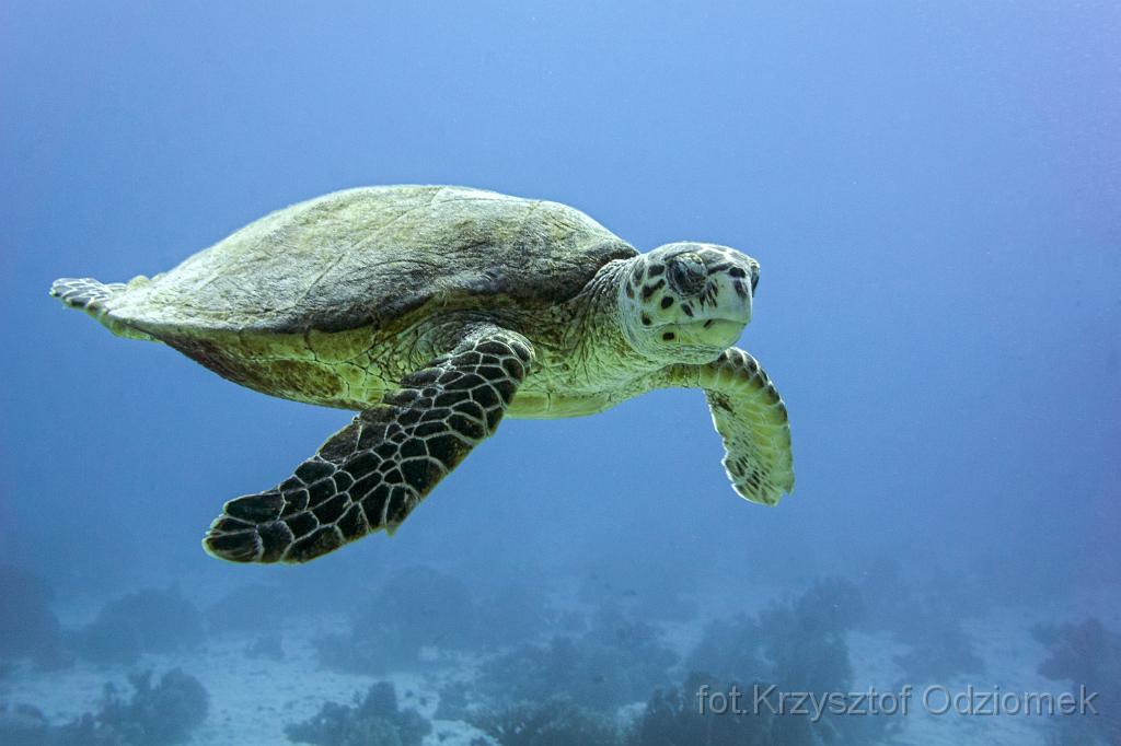 Egypt  - green turtle on the  blue,Egypt,diving,underwater,fish,gallery,coral,reef,turtle