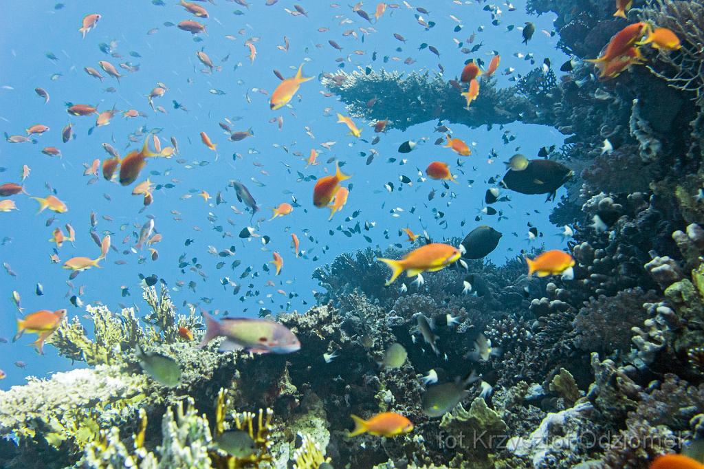 Egypt,diving,underwater,fish,gallery,coral,reef,Egypt  - shoal of anthias fish on the coral reef