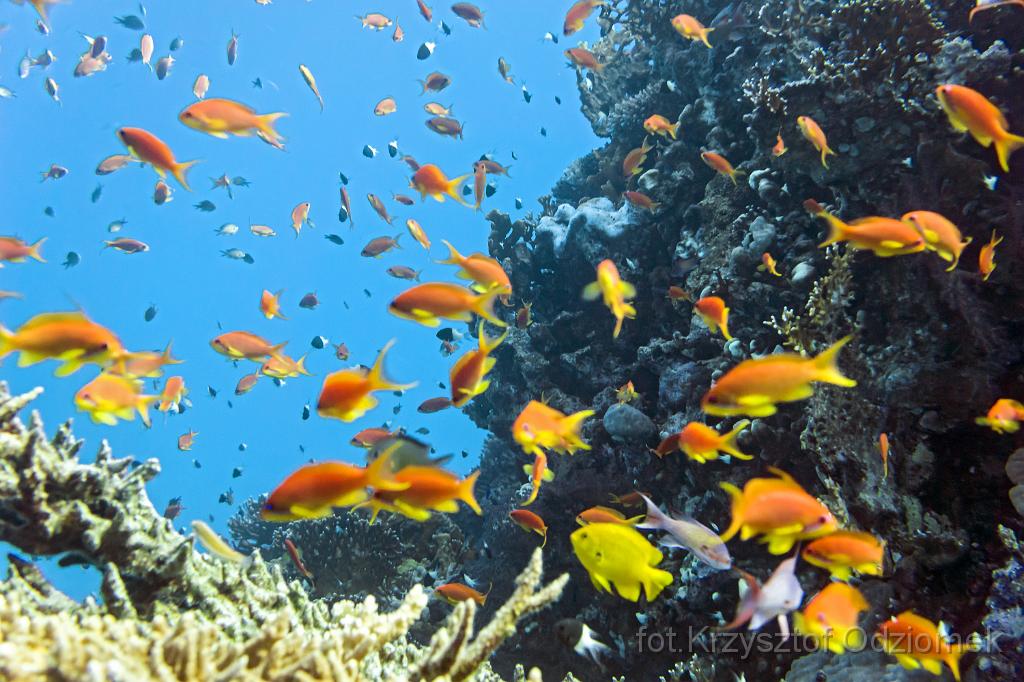 Egypt,diving,underwater,fish,gallery,coral,reef,Egypt  - shoal of anthias fish on the coral reef