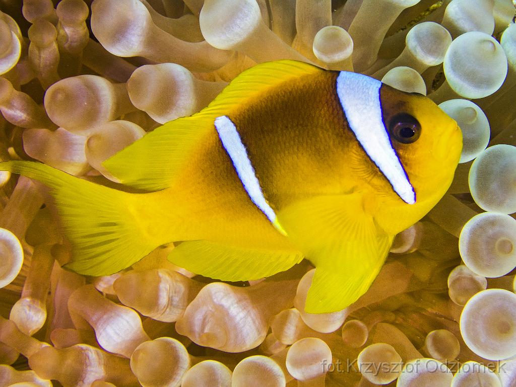Egypt,diving,underwater,fish,gallery,coral,reef,anemonefish,amphiprion,Egypt  - clownfish on the soft coral reef