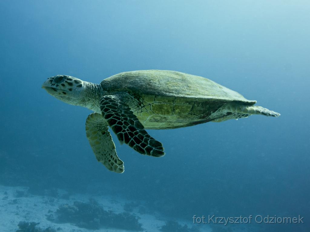 Egypt,diving,underwater,fish,gallery,coral,reef,Egypt  - green turtle