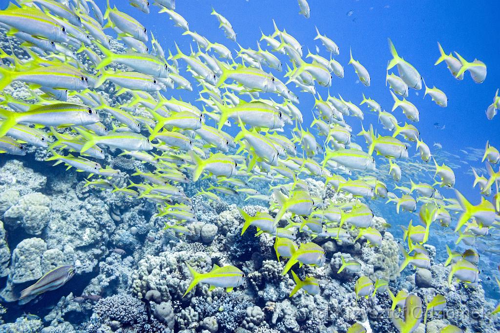 Egypt,diving,underwater,fish,gallery,coral,reef,goatfish,Egypt - shoal of goat fish on the coral reef