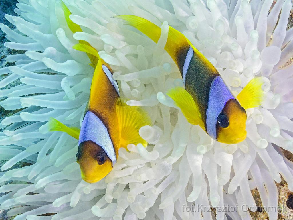 Egypt,diving,underwater,fish,gallery,coral,reef,anemonefish,clownfish,amphiprion,Egypt  - clownfish on the soft coral reef