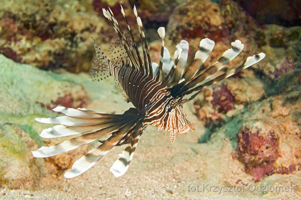 Egypt,diving,underwater,fish,gallery,coral,reef,Egypt  - lionfish on the coral reef