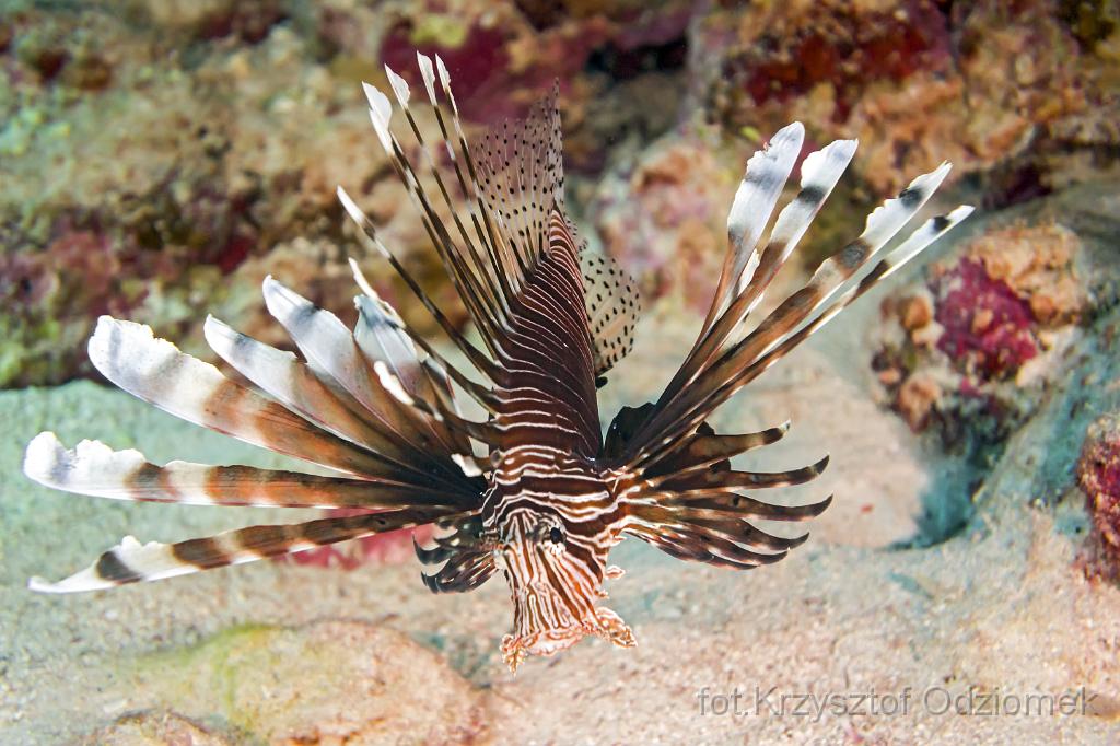 Egypt,diving,underwater,fish,gallery,coral,reef,Egypt  - lionfish on the coral reef