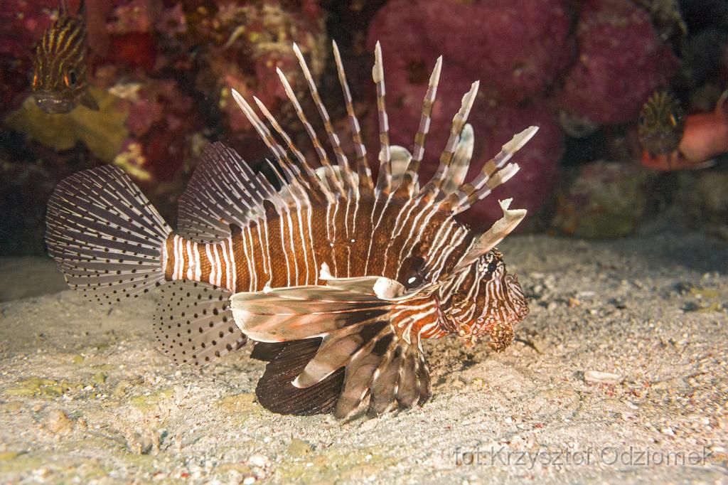 Egypt,diving,underwater,fish,gallery,coral,reef,Egypt  - lionfish on the sand