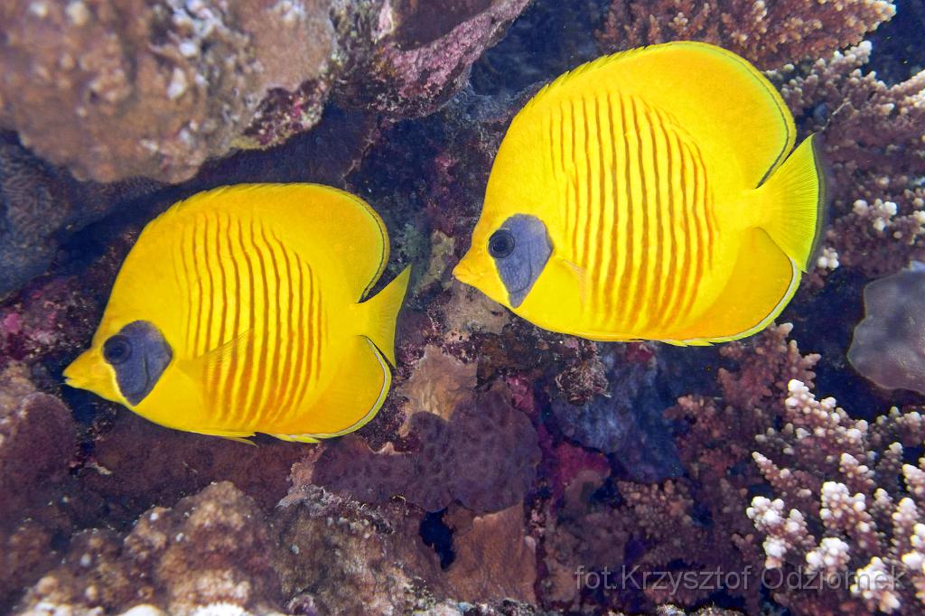 Egypt,diving,underwater,fish,gallery,coral,reef,Egypt  - butterflyfish on the coral reef