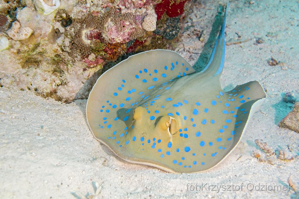 Egypt,diving,underwater,fish,gallery,coral,reef,Egypt  - bluespotted stingray on the sanf
