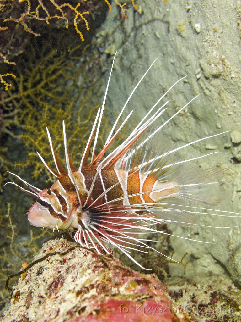 anemonefish,clownfish,amphiprion,Egypt,diving,underwater,fish,gallery,coral,reef,Egypt  - lionfish on the coral reef