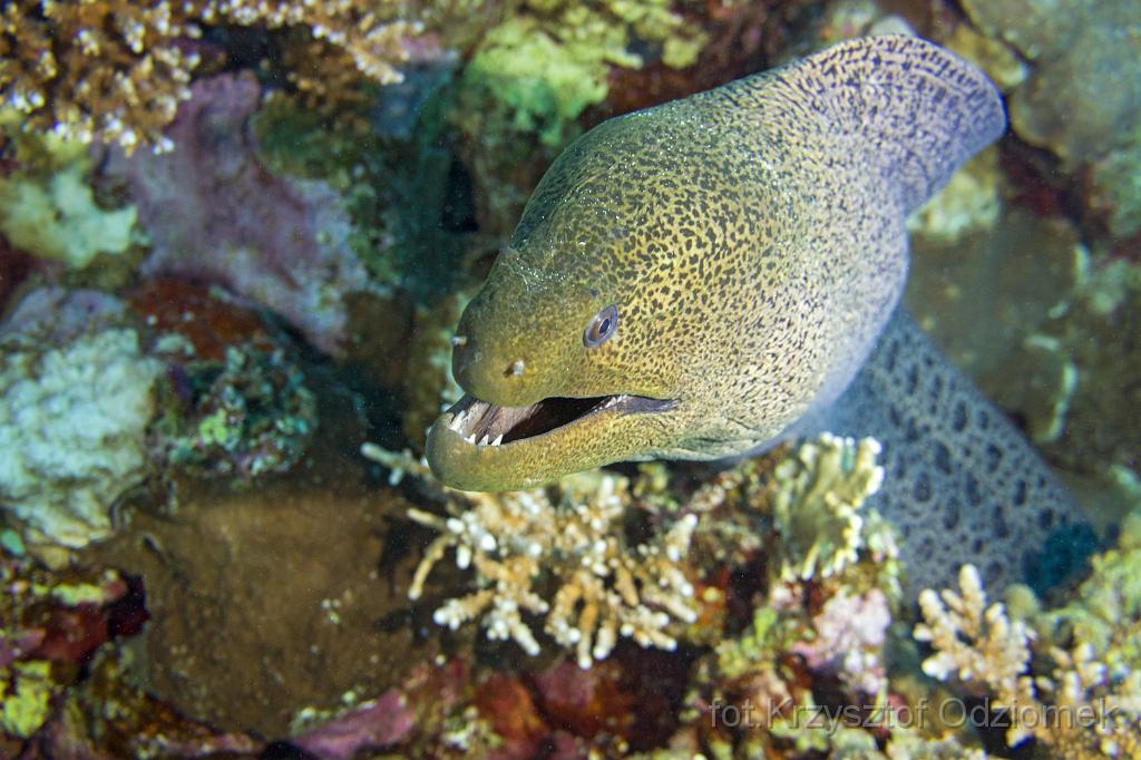 Egypt,diving,underwater,fish,gallery,coral,reef,Egypt  - giant moray